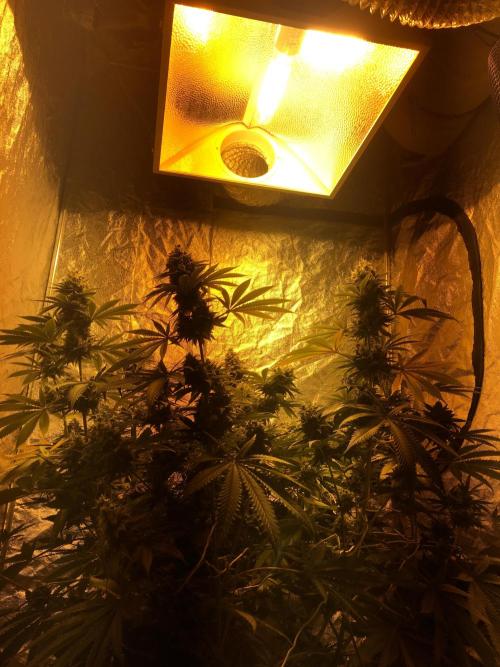 TS1000 Full Spectrum LED. Week 15