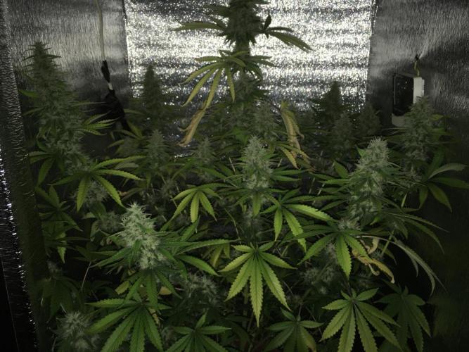 The Tropical Ice Cream One  F026. Week 15