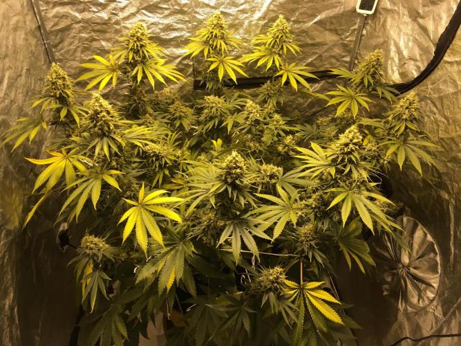 The Tropical Ice Cream One  F026. Week 15