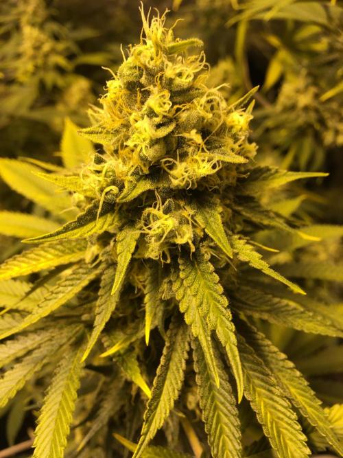 The Tropical Ice Cream One  F026. Week 15