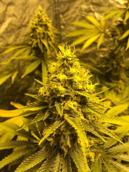 The Tropical Ice Cream One  F026. Week 15