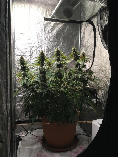 The Tropical Ice Cream One  F026. Week 15