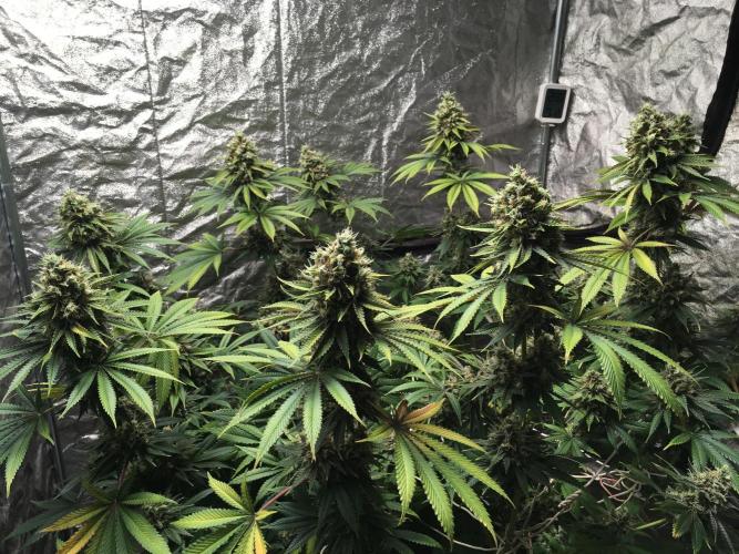 The Tropical Ice Cream One  F026. Week 15