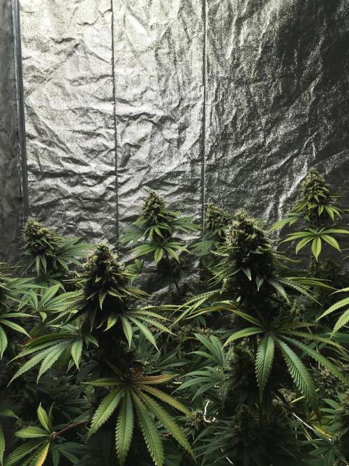 The Tropical Ice Cream One  F026. Week 15