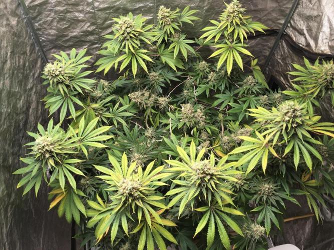 The Tropical Ice Cream One  F026. Week 15