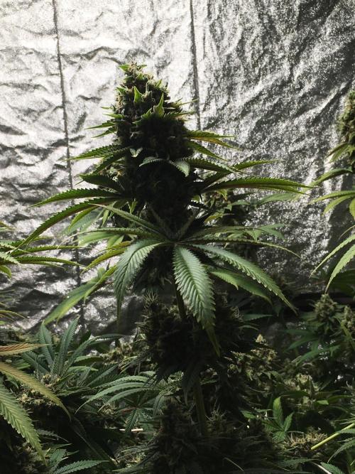 The Tropical Ice Cream One  F026. Week 15