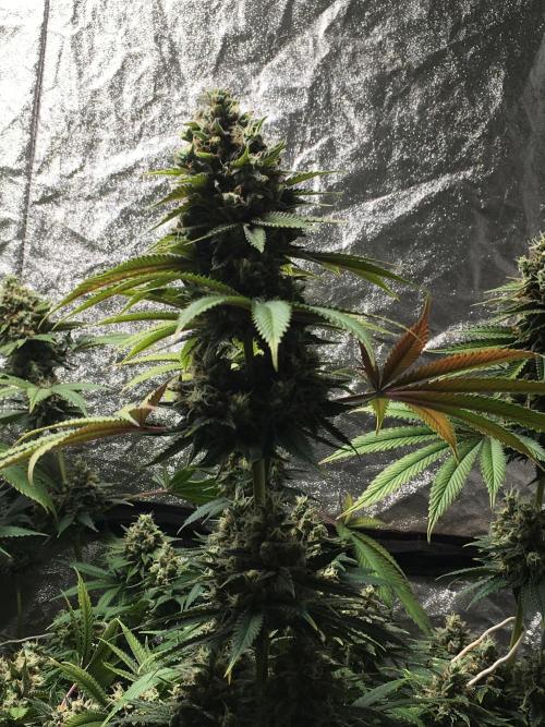 The Tropical Ice Cream One  F026. Week 15