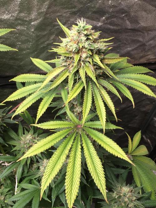 The Tropical Ice Cream One  F026. Week 15