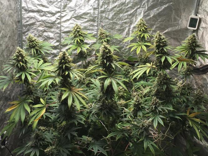 The Tropical Ice Cream One  F026. Week 15