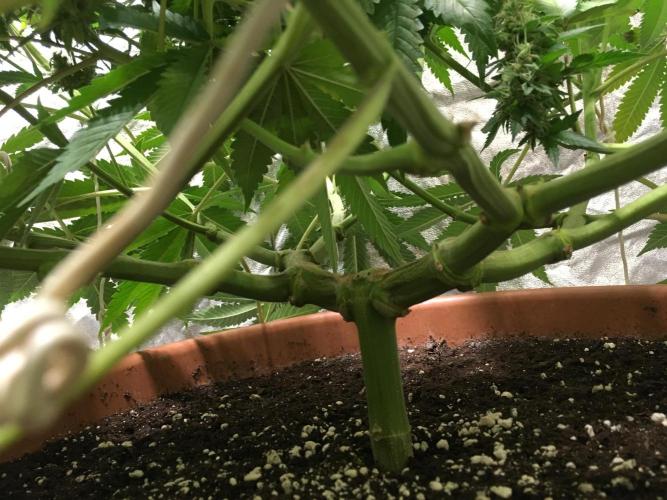 The Tropical Ice Cream One  F026. Week 15