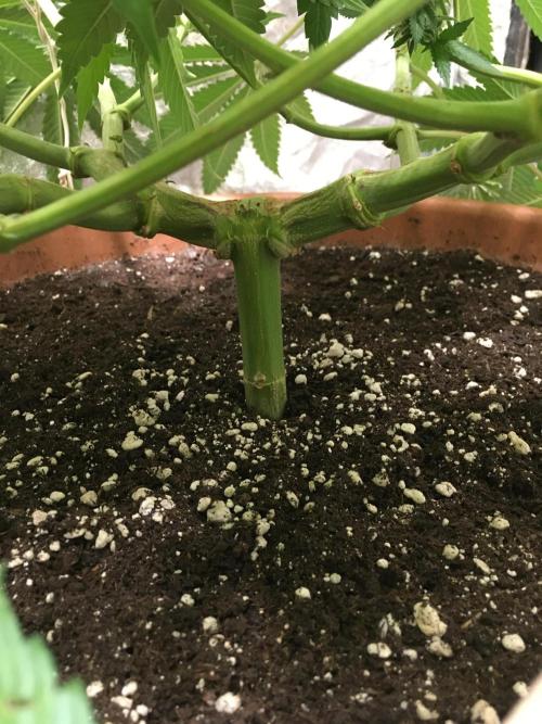 The Tropical Ice Cream One  F026. Week 15