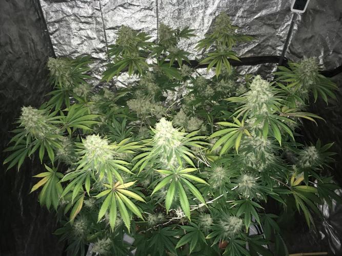 The Tropical Ice Cream One  F026. Week 15
