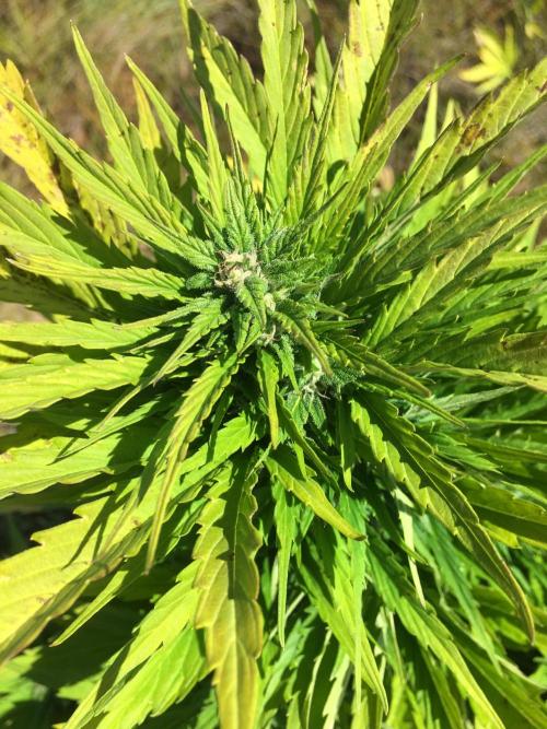 A 005 Sweet Candy Mintz Auto. Week 9