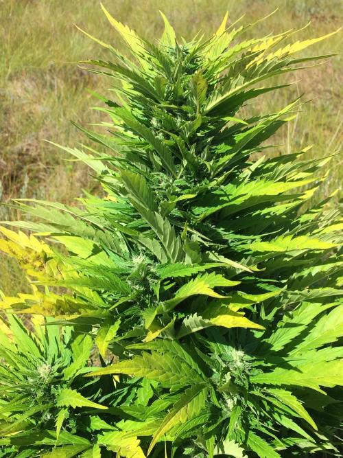 A 005 Sweet Candy Mintz Auto. Week 9