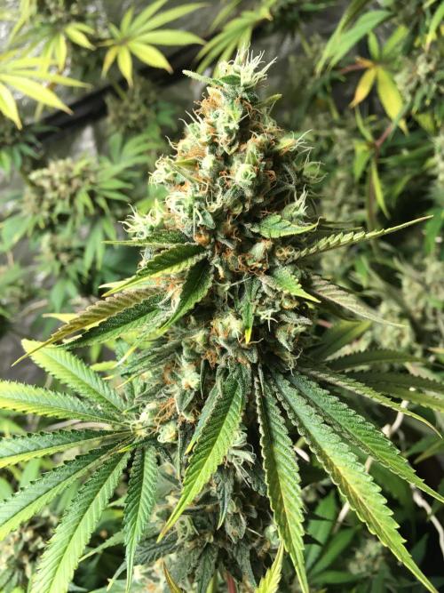 The Tropical Ice Cream One  F026. Week 16