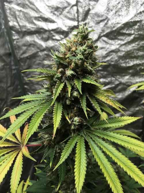 The Tropical Ice Cream One  F026. Week 16