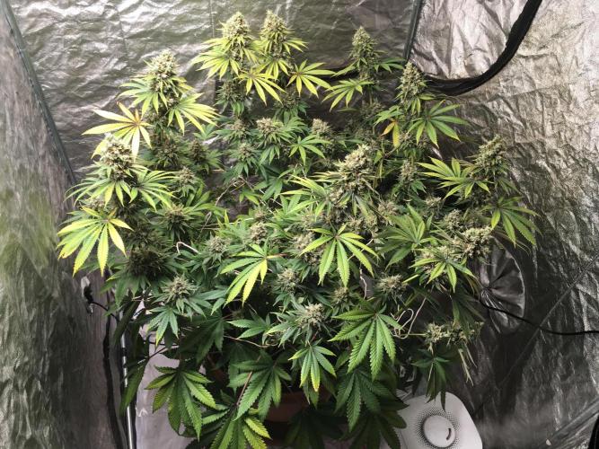 The Tropical Ice Cream One  F026. Week 16