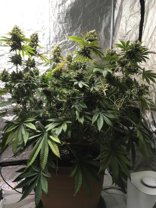 The Tropical Ice Cream One  F026. Week 16