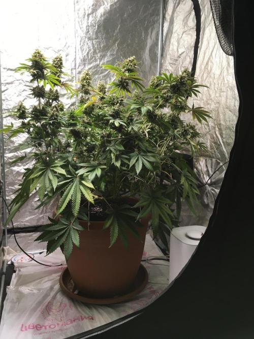 The Tropical Ice Cream One  F026. Week 16