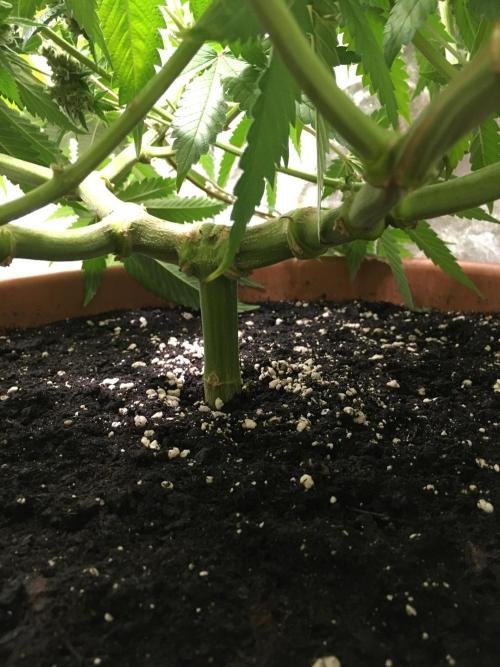 The Tropical Ice Cream One  F026. Week 16