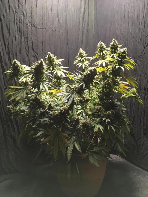 The Tropical Ice Cream One  F026. Week 17
