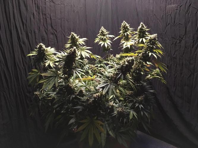 The Tropical Ice Cream One  F026. Week 17