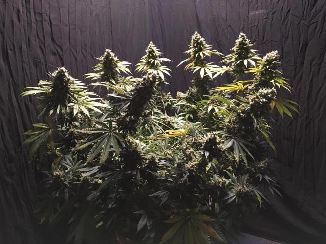 The Tropical Ice Cream One  F026. Week 17