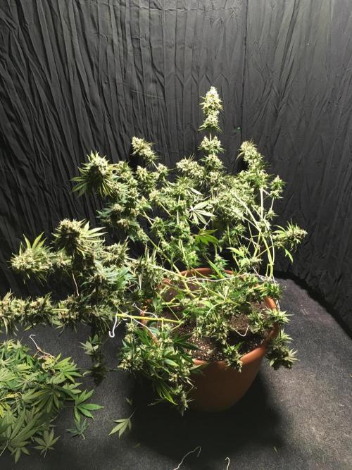 The Tropical Ice Cream One  F026. Week 17