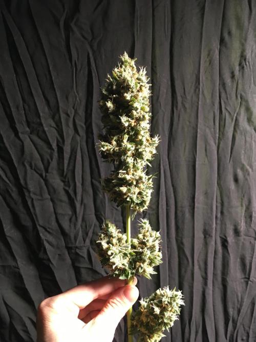The Tropical Ice Cream One  F026. Week 17