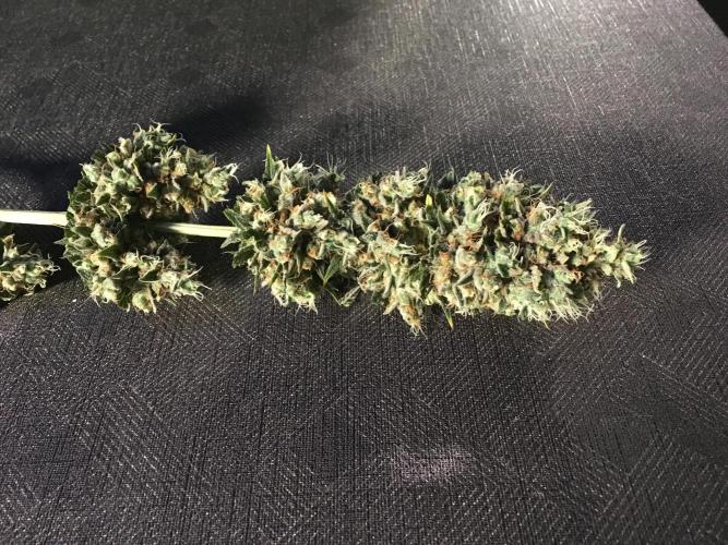 The Tropical Ice Cream One  F026. Week 17