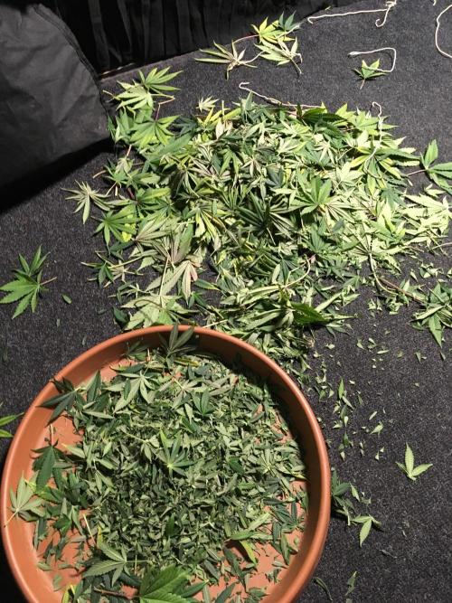 The Tropical Ice Cream One  F026. Week 17