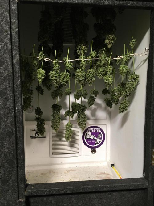 The Tropical Ice Cream One  F026. Week 17