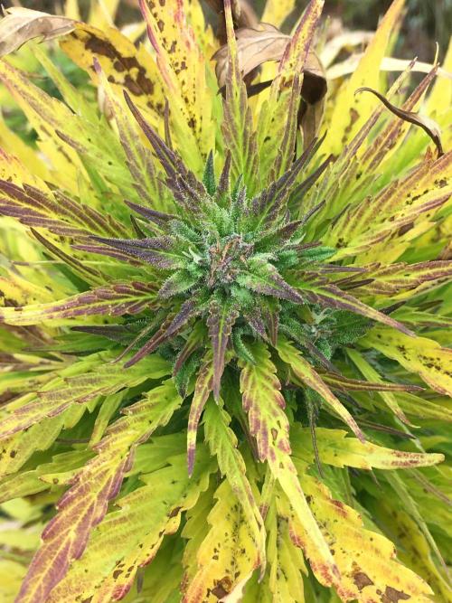 A 005 Sweet Candy Mintz Auto. Week 10