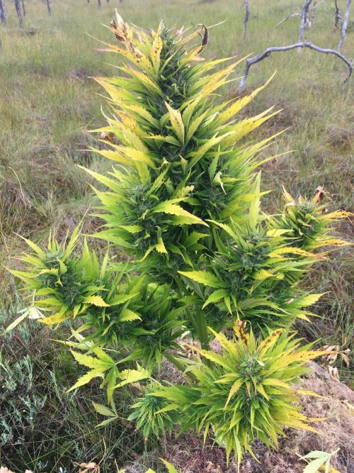 A 005 Sweet Candy Mintz Auto. Week 10