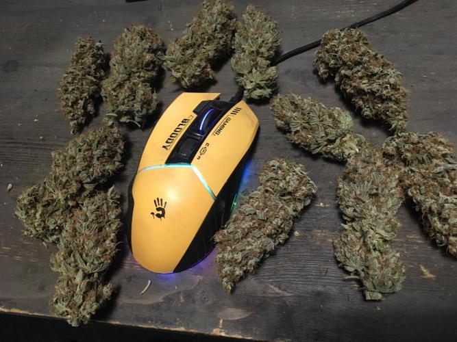 The Tropical Ice Cream One  F026. Week 17