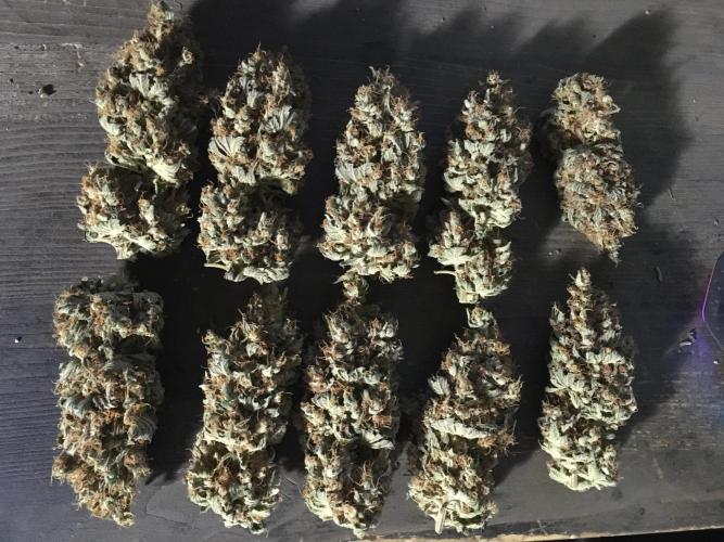 The Tropical Ice Cream One  F026. Week 17