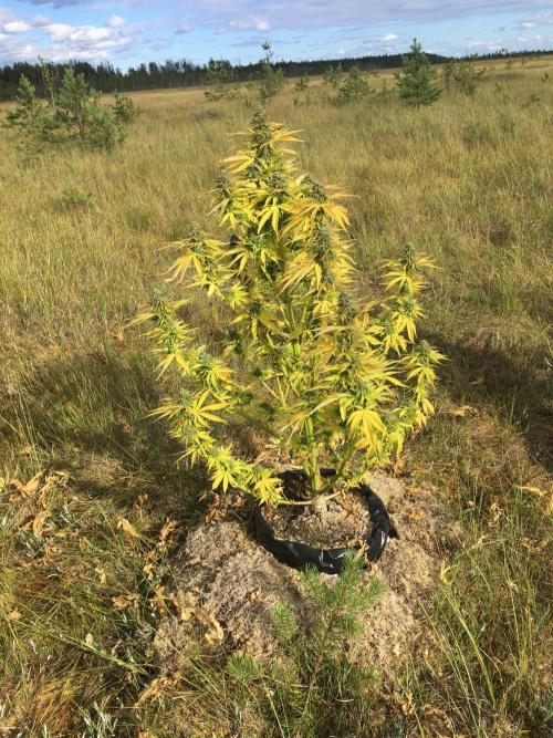 A 005 Sweet Candy Mintz Auto. Week 12
