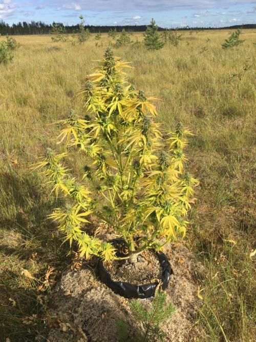 A 005 Sweet Candy Mintz Auto. Week 12