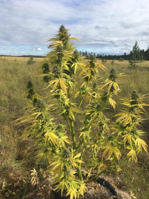 A 005 Sweet Candy Mintz Auto. Week 12
