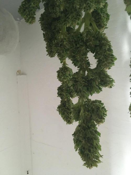 A 005 Sweet Candy Mintz Auto. Week 12