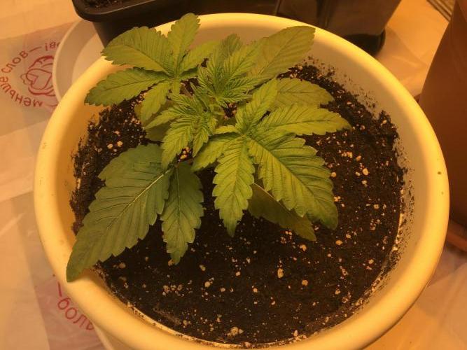 The Tropical Ice Cream One  F026. Week 3