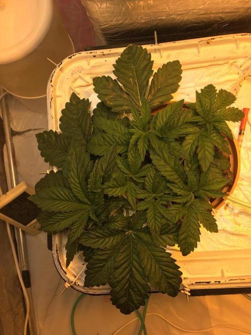 Strawberry Chemdawg OG. Week 4