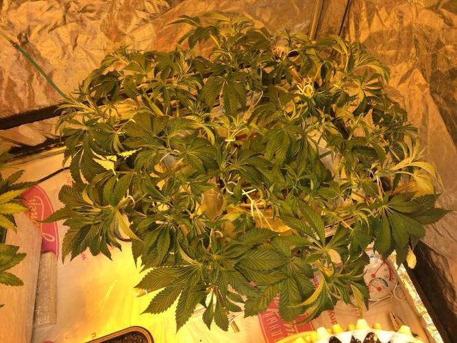 Strawberry Chemdawg OG. Week 7