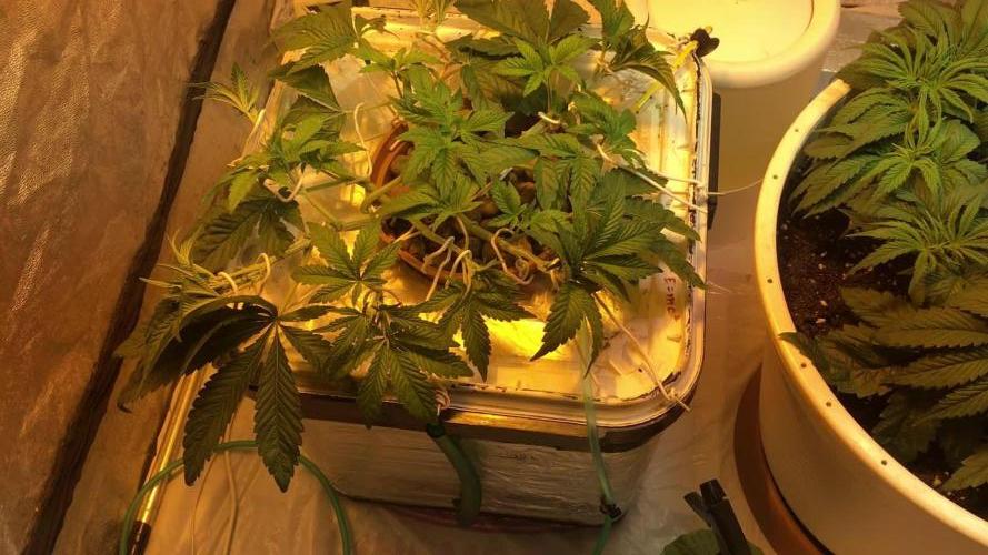 Strawberry Chemdawg OG