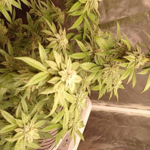 Gmo x Animal cookies ripper seed