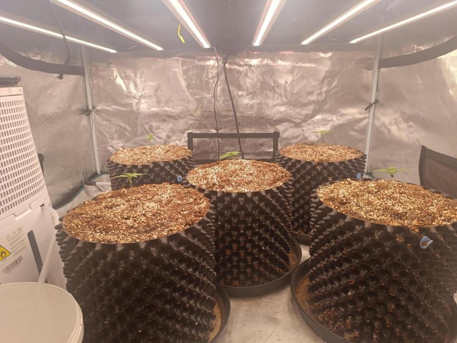 Wham Boom - Anesia Seeds. Week 1 - All germinated at the same time and growing at the same rate.
