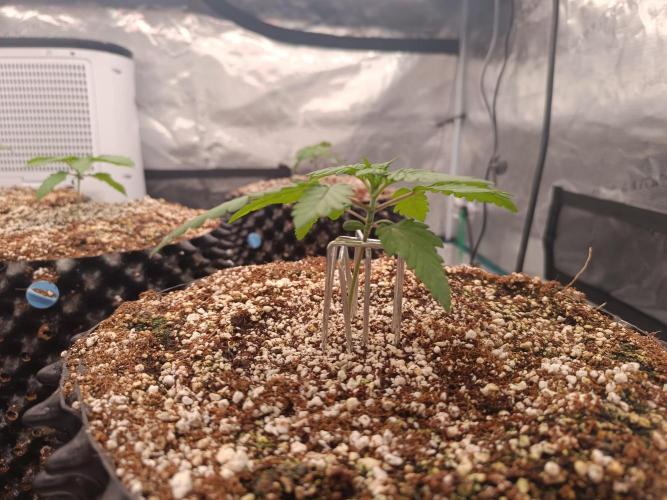 Wham Boom - Anesia Seeds. Week 2 - One girl got a bit leggy and needed support