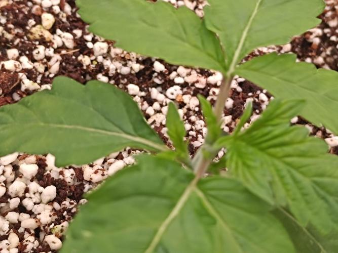 Wham Boom - Anesia Seeds. Week 2 - We have a mutant...