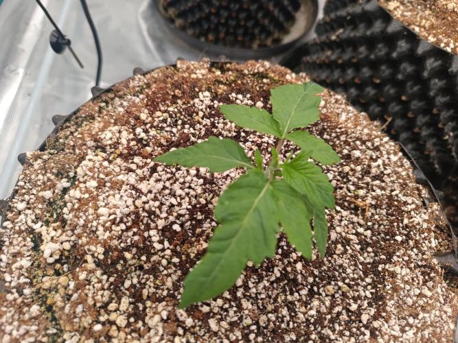 Wham Boom - Anesia Seeds. Week 2 - The mutant