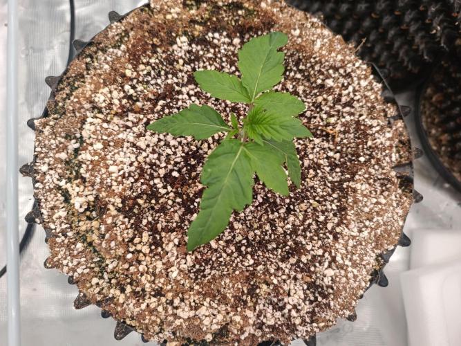 Wham Boom - Anesia Seeds. Week 2 - Again, the mutant